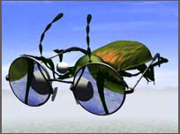 Carabidae
